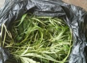 Satgas Yonif 131/Brajasakti Kembali Menggagalkan Upaya Pengedaran Ganja Seberat 150 gram di Perbatasan RI-PNG