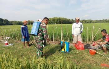 Cegah Hama, Babinsa Dampingi Petani Penyemprotan