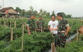 Peninjauan Ketahanan  Pangan Seterdam  ll/SRIWIJAYA.