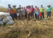 Dorong Produksi Pangan, Pak Bhabin Bantu Petani Bojonegoro Panen Jagung