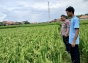 Upaya Mendukung Program Ketahanan Pangan, Polsek Plered Rutin Lakukan Silaturahmi Ke Petani