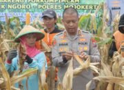 Polres Mojokerto Panen Raya Jagung Hasil Olah Lahan Tidur untuk Ketahanan Pangan