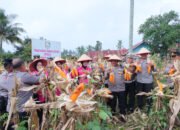 Dukung Program Ketahanan Pangan Nasional, Kapolres Payakumbuh Panen Jagung di Kebun P2L