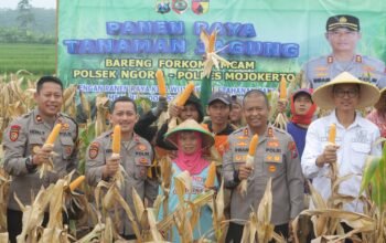 Usai Curhat ke Kapolres Mojokerto Petani Jagung Lega Hasil Panen Diserap Bulog Sesuai HPP