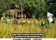 Satgas Pamtas Yonarmed 11 Kostrad dan Warga Desa Duyan Panen Padi Gunung Bersama