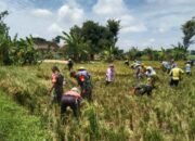 Babinsa Panen Raya Bareng Petani Wujud Kerja Sama yang Menghasilkan