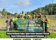 Perkuat Ketahanan Pangan, Satgas Pamtas Yonarmed 11 Kostrad Tanam Padi Bersama Masyarakat di Perbatasan