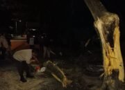 Pohon Tumbang Timpa Pengendara Sepeda Motor