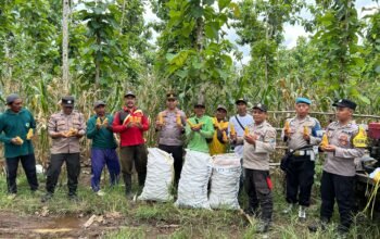 Polisi dan Kelompok Tani Banyuwangi Panen Jagung Wujudkan Ketahanan Pangan