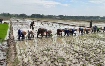 Babinsa Turun ke Sawah Mendampingi Petani Menuju Panen Raya