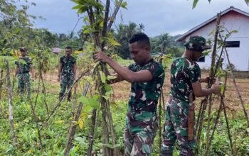 Satgas Yonif 762/VYS Manfaatkan Lahan Kosong, Dukung Ketahanan Pangan