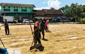 Menjaga Kualitas Hasil Panen, Babinsa Bantu Petani Jemur Padi