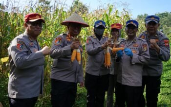 Polda Lampung dan Dinas Ketahanan Pangan Panen Jagung di SPN