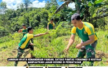 Langkah Nyata Kemandirian Pangan, Satgas Pamtas Yonarmed 11 Kostrad Manfaatkan Lahan Kosong di Perbatasan