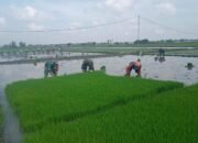 Babinsa Bantu Cabut Benih Padi, Wujud Kemanunggalan TNI dan Rakyat