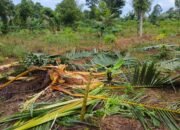 Warga Heboh Kawanan Gajah Rusak Perkebunan Warga Pekon Sumber Rejo Kecamatan Bangkunat Pesisir Barat