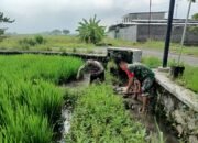Babinsa Sawit Bantu Petani Desa Tegalrejo Rawat Padi