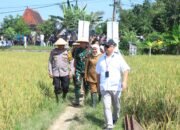 Dukung Ketahanan Pangan Kapolda Jatim Bersama Forkopimda Panen Raya Padi di Ngawi