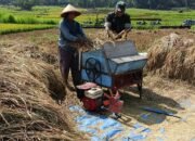 Peran Aktif Babinsa Wonosegoro Dampingi Petani