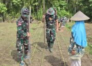 Dukung Program Ketahanan Pangan Pemerintah , Satgas Yonif 131/Brajasakti dan Warga Papua Tanam Jagung di Lahan Kosong