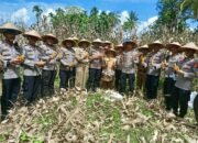 Penen Jagung Bersama Polres Agam Dukung Program Ketahanan Pangan Nasional