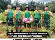 Satgas Pamtas Yonarmed 11 Kostrad Laksanakan Panen Hasil Kebun di Perbatasan