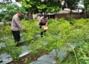 Gelorakan Swasembada Pangan Polisi Tanam Cabe di Lahan Polsek Semen Kediri