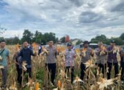 Desa Riam Berasap Hasilkan 550 Kilo Panen Jagung Perdana Dukung Ketahanan Pangan Kabupaten Kayong Utara