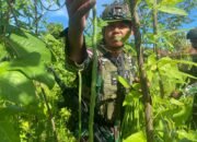 Satgas Yonif 762/VYS, Bagikan Hasil Panen Kepada Masyarakat Distrik Yembun