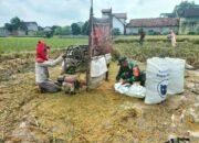 Babinsa Babinsa Koramil 0809/Pesantren Pendampingan Kepada Petani