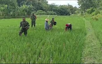 Babinsa Dampingi Petani, Pastikan Pemupukan Tepat dan Maksimalkan Hasil Panen