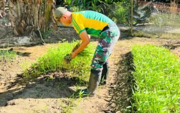 Sinergi TNI-Warga, Kebun Sayur Satgas Yonarmed 11 Kostrad Tumbuhkan Harapan di Perbatasan