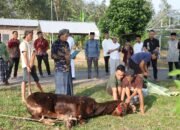Peringati Idul Adha 1446 H, Polres Pesawaran Sembelih 9 Hewan Kurban dan Bagikan kepada Masyarakat