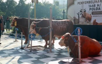 Polda Jatim Salurkan Ratusan Hewan Kurban di Hari Raya Idul Adha 1446 H