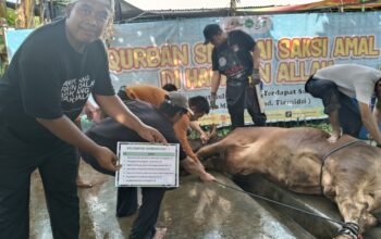 Masjid Al Iman Gedong Meneng Rajabasa Qurban 10 Sapi, 3 Kambing dan 34 Domba Dalam Perayaan Idul Adha 1446 Hijriah