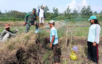 Babinsa Wonosegoro Bersinergi Basmi Hama Tikus Di Desa Lemah Ireng