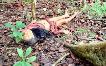 Nenek 72 Tahun Tewas Diterkam Beruang di Kebun Kopi Way Kanan