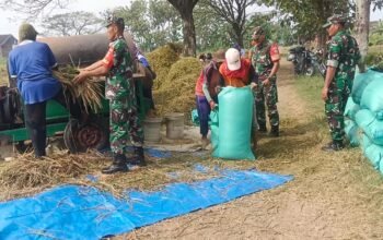 Babinsa Bantu Panen, Percepat Penyerapan Gabah di Desa Mojorejo