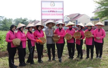 Dukung Program Ketahanan Pangan, Kapolres Pesawaran dan Ketua Bhayangkari Panen Cabai di Mapolres