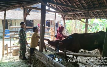 Upaya Pencegahan PMK di Desa Kalinanas