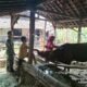Upaya Pencegahan PMK di Desa Kalinanas
