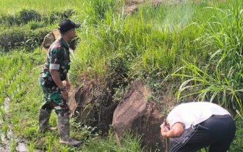 Babinsa Dan Warga Desa Ngampon Buru Hama Tikus
