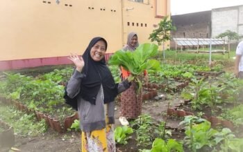 Pekarangan Bergizi Binaan Pak Bhabin Jadi Wisata Pasar Tangguh: Sensasi Petik Sawi di KTS Karangrejo Jember