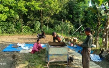 Hasil Panen Petani Klego Bagus Karena Bulir Padi Tak Roboh