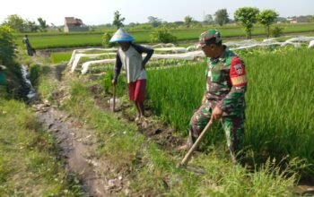 Gulma Menjadi Kendala Petani Yang Harus Disingkirkan