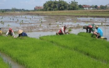 Babinsa Dampingi Petani Cabut Bibit Padi, Percepat Masa Tanam