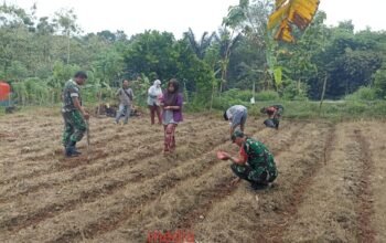 Tanam Benih Jagung Bersama Babinsa Warga Desa Poleng Raih Harapan Panen Melimpah