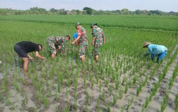 Babinsa Bergotong Royong Membersihkan Hama Rumput, Memberikan Kontribusi Dalam Meningkatkan Kesejahteraan Petani