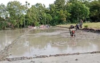 Babinsa Berjibaku, Bantu Petani Bajak Sawah