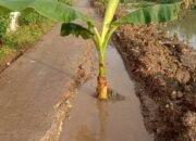 Warga Desa Sukaring Meminta kontraktor PT. BRP Segera Memperbaiki Jalan yang Rusakdi Akibatkan Kendaraan Berat Milik PT. BRP